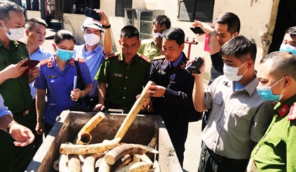 Viện KSND quận Hoàng Mai kiểm sát việc tiêu hủy ngà voi, sừng tê giác...